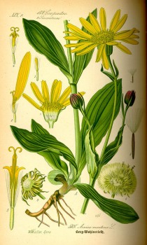 Arnika Litho